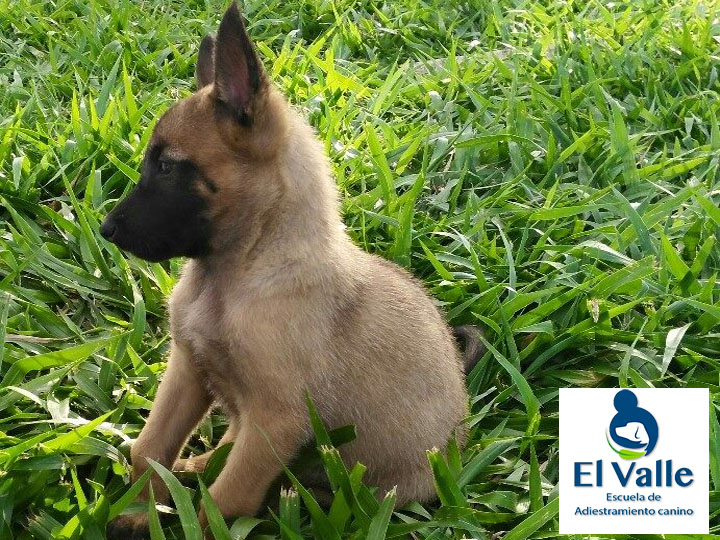 cachorro01 cachorro01
